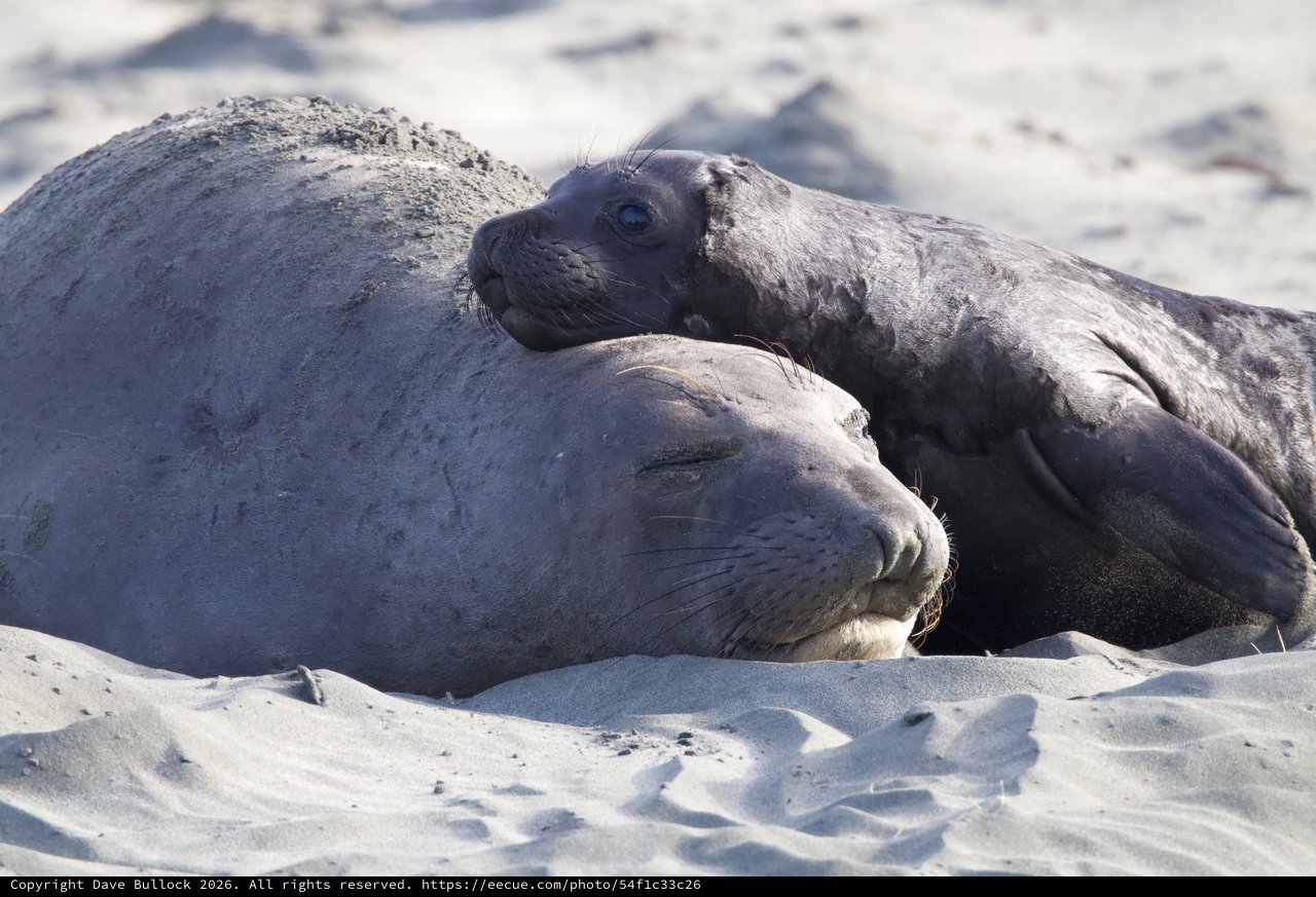 Mother and Pup Elephant Seals Bonding on Beach