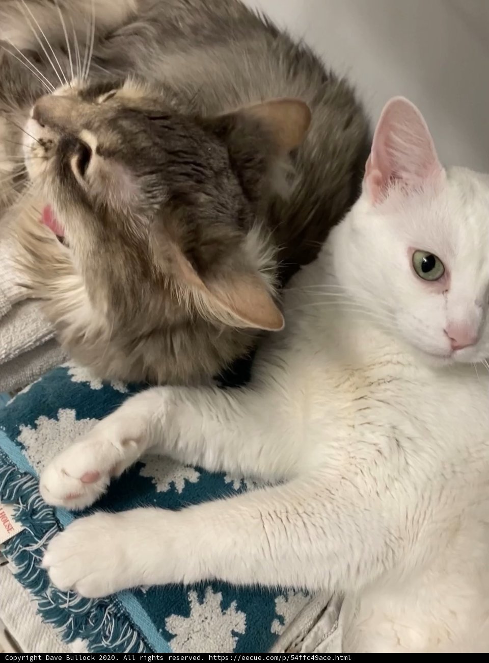 Furry Friendship in San Francisco