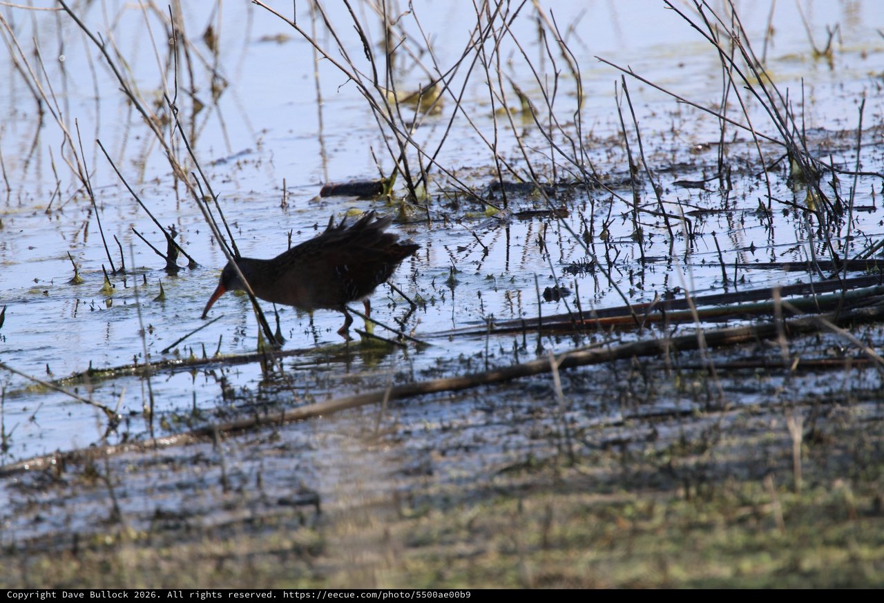 Common Gallinule Foraging in Shallow Wetland Waters