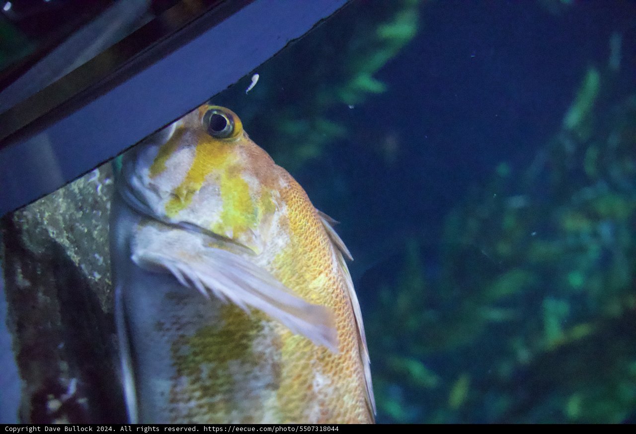 The Curious Aquatic Observer