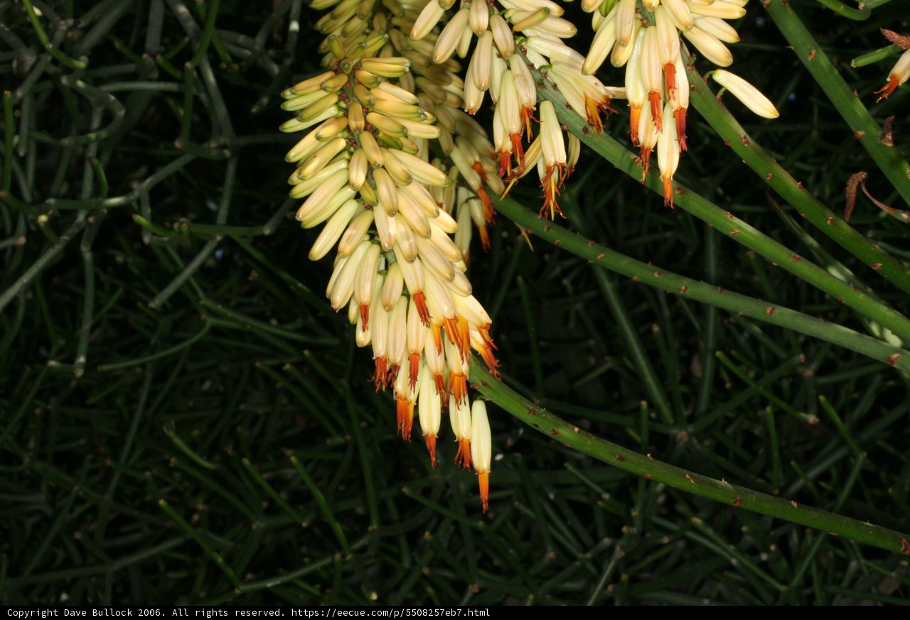 Yellow Blooms