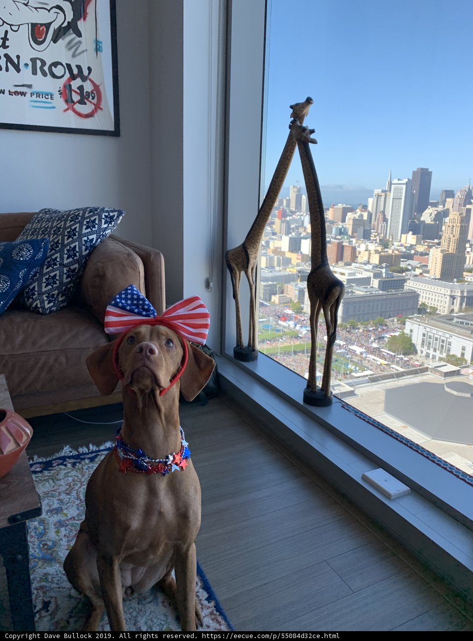 Patriotic Pup on the Couch