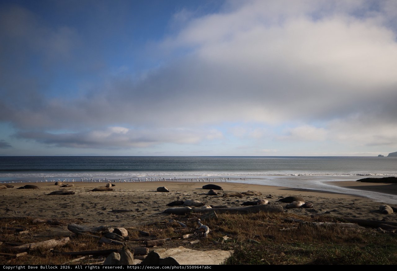 Elephant Seals Resting on Drakes Beach at Dusk