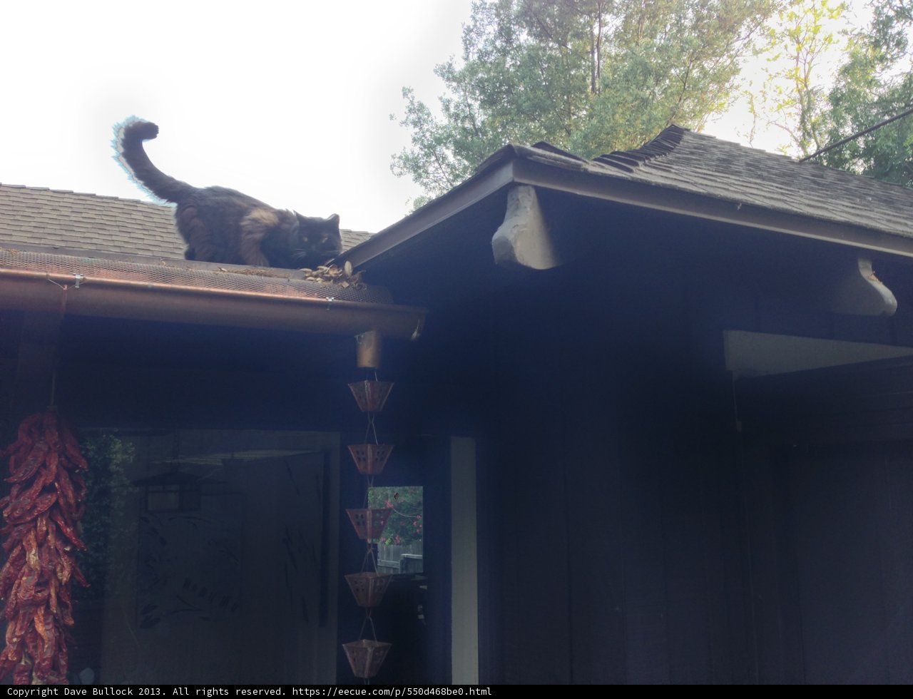 Feline Architecture