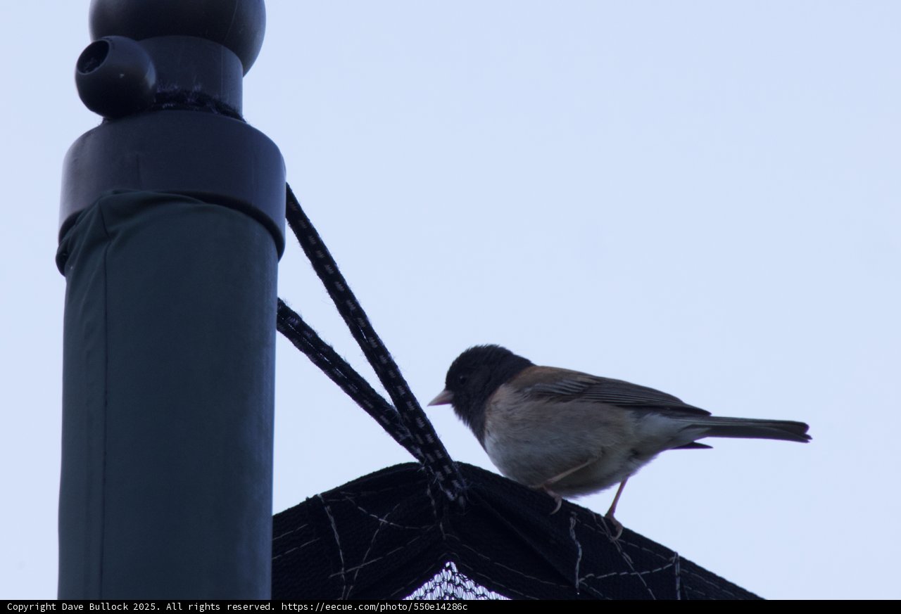 Perched at Dusk