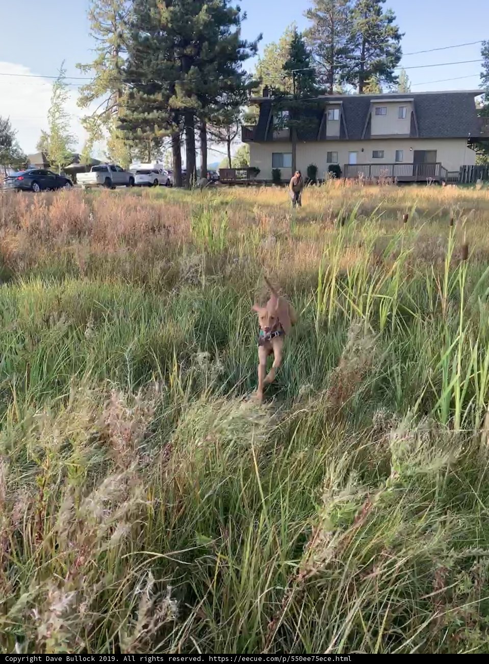 Running Free in the Grasslands