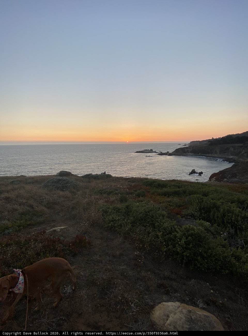 Canine on a Coastal Promontory