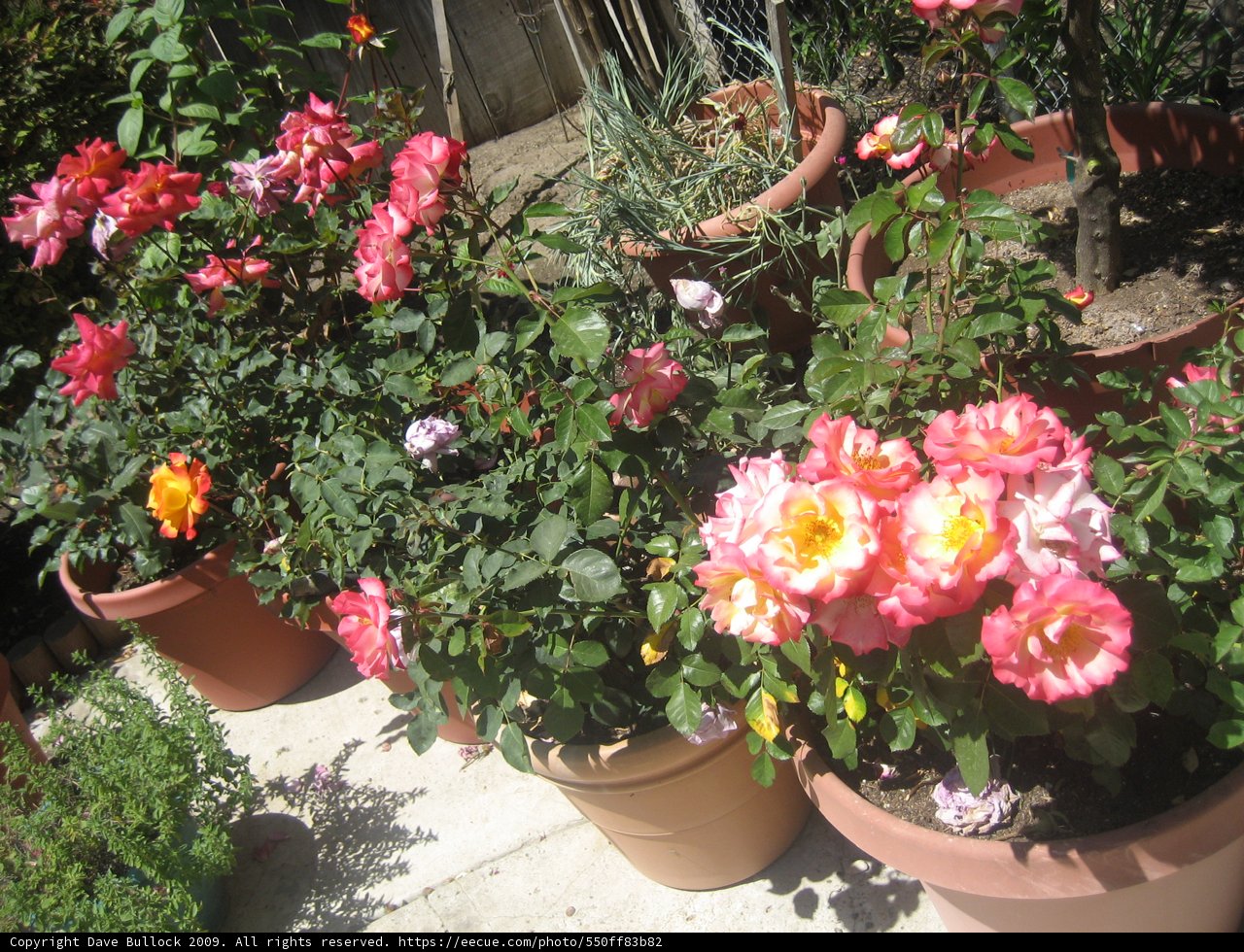 Beautiful Garden Pots Bursting with Colorful Flowers