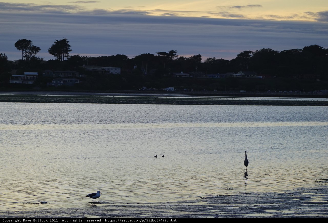 Dusk Silhouette: Bird in the Water