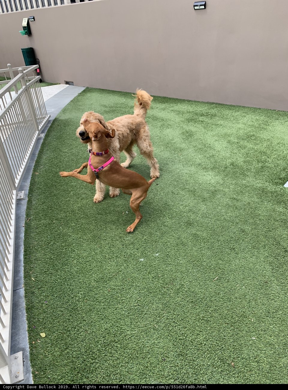 Playtime at the Dog Park