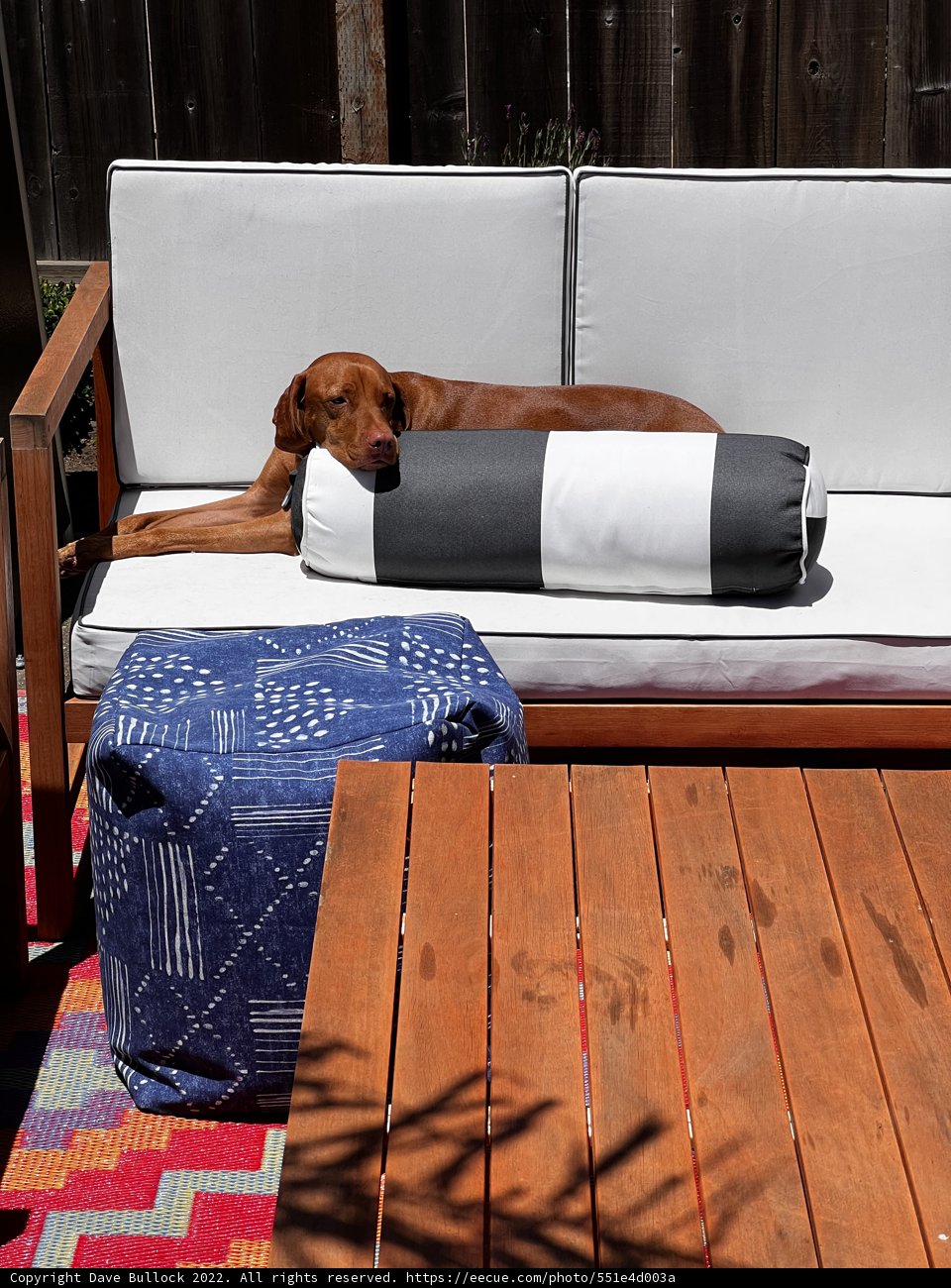 Cozy Companion