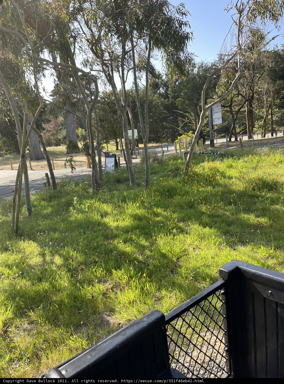 Serenity in the Park