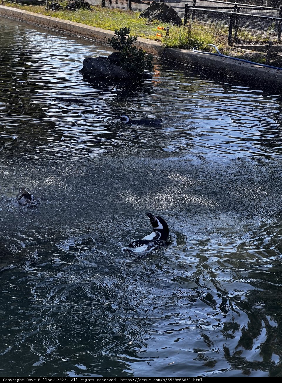 Playful Penguins in the Pond