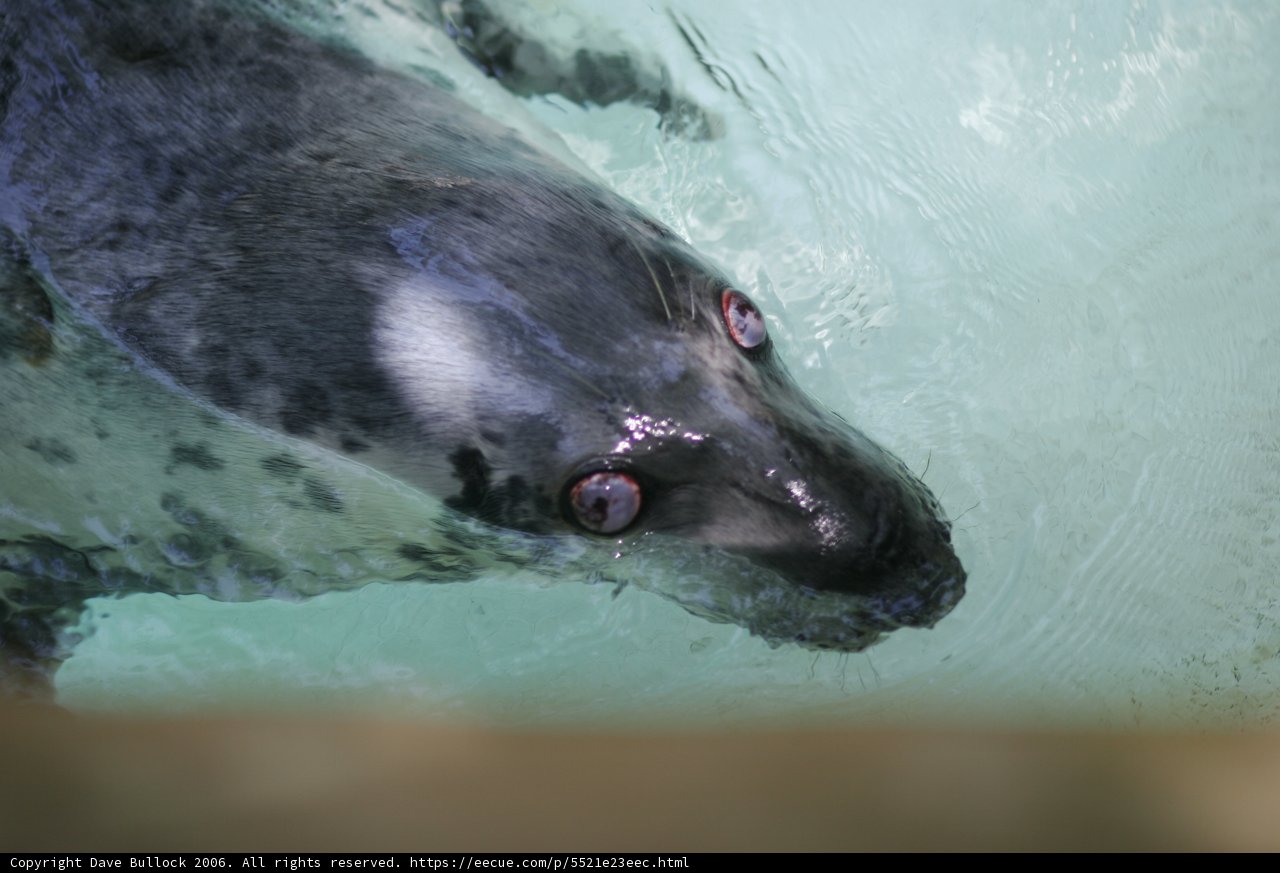 Serene Seal