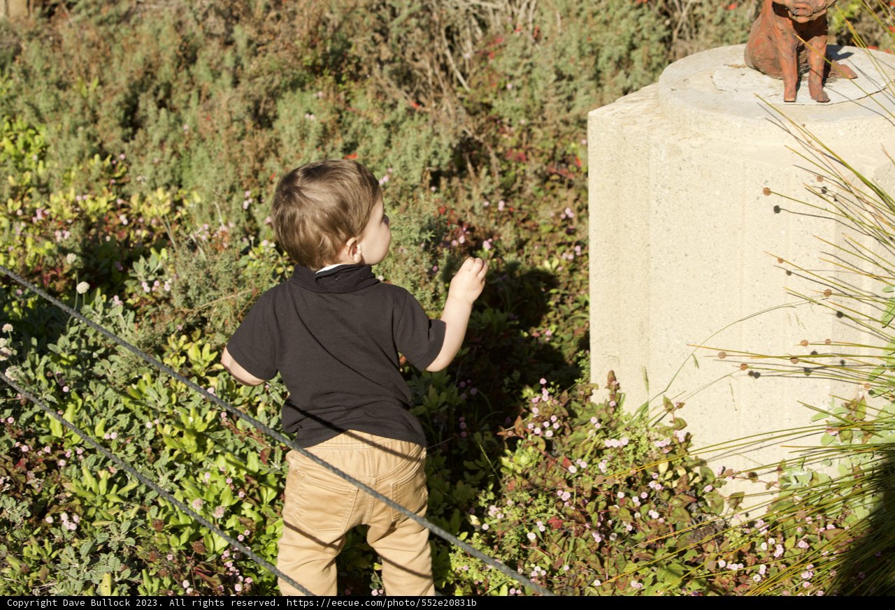 Innocence and Stone: A Boy and His Canine Companion
