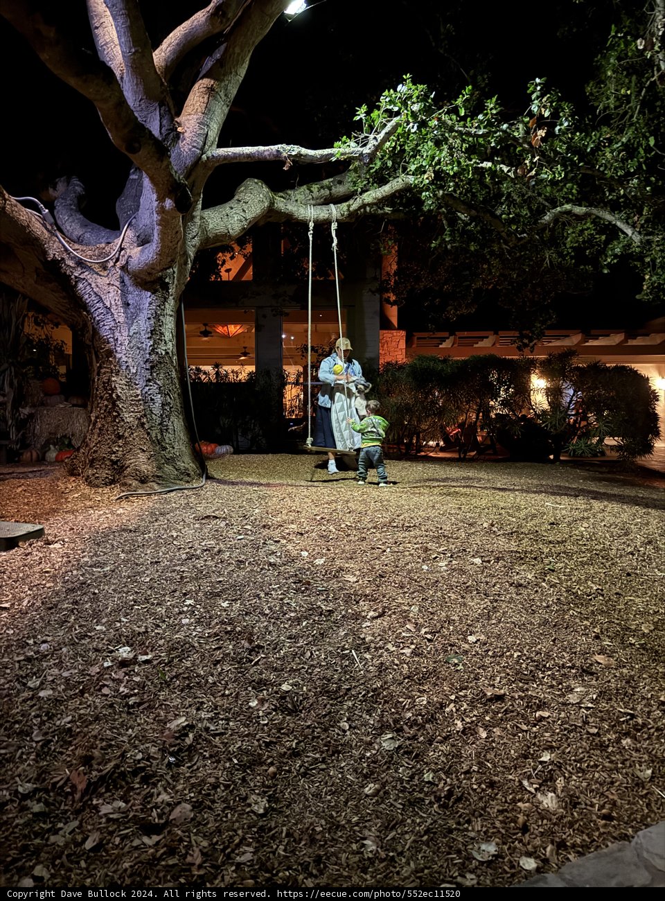 Evening Adventure Under the Oak