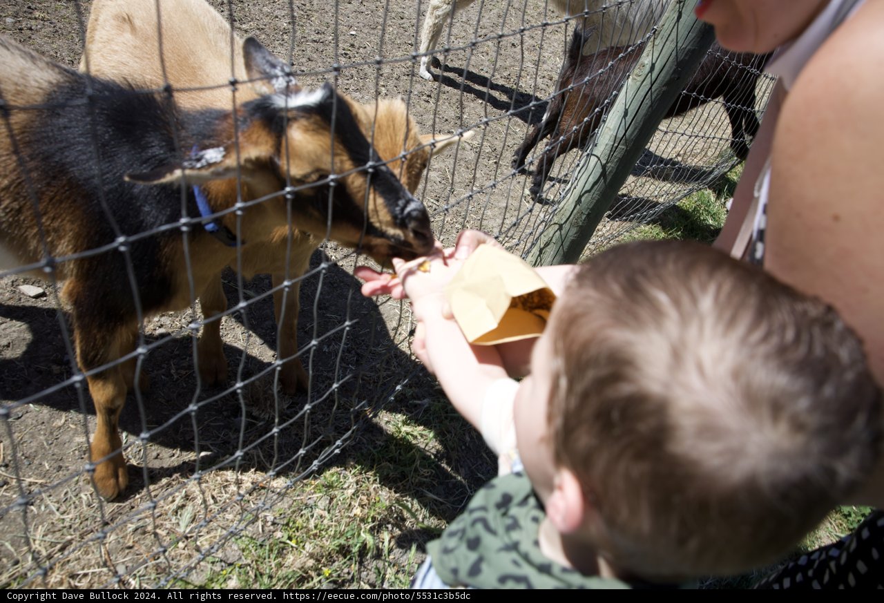 A Close Encounter at the Zoo