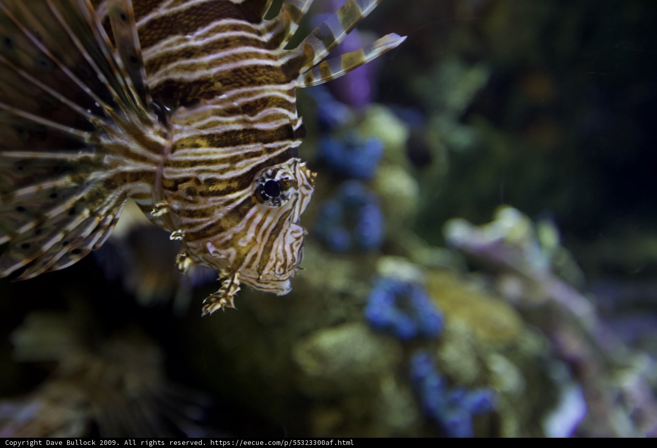 A Lionfish Amongst Friends in the Aquarium