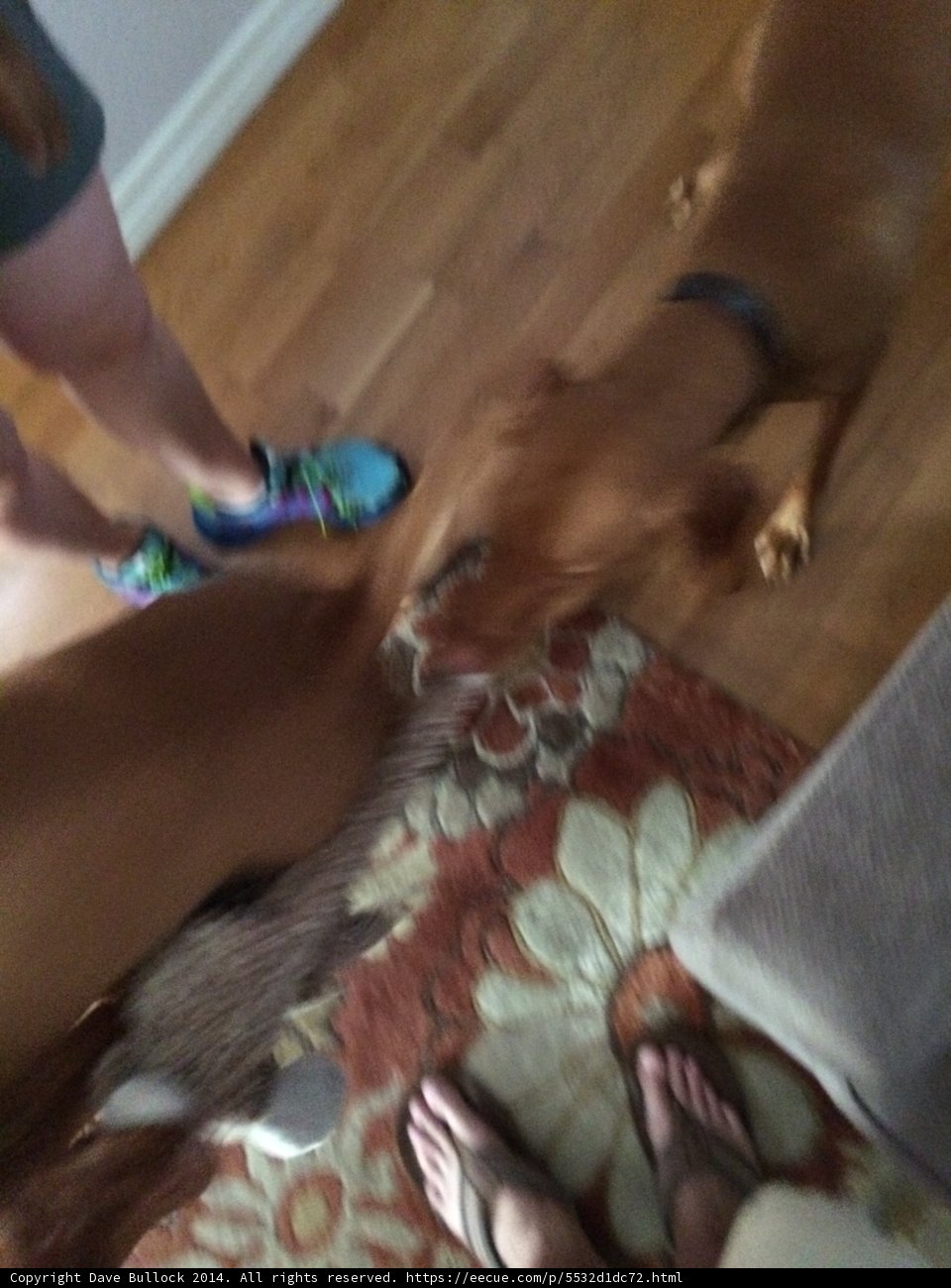 Puppy Playtime on the Rug