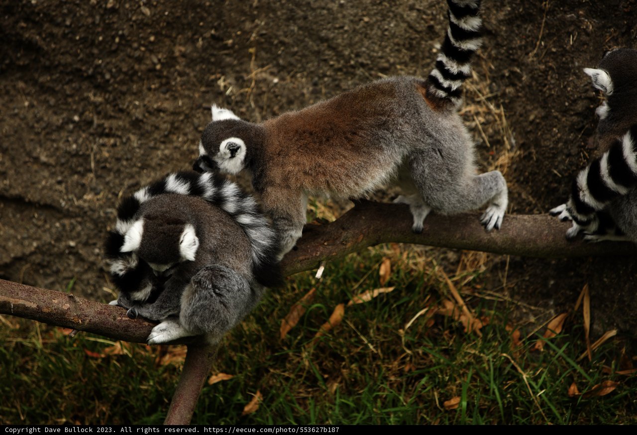 Lemur Leisure at the Oakland Zoo