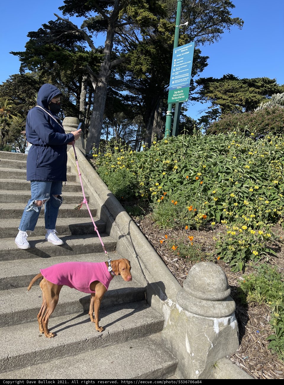 A Walk With My Canine Companion