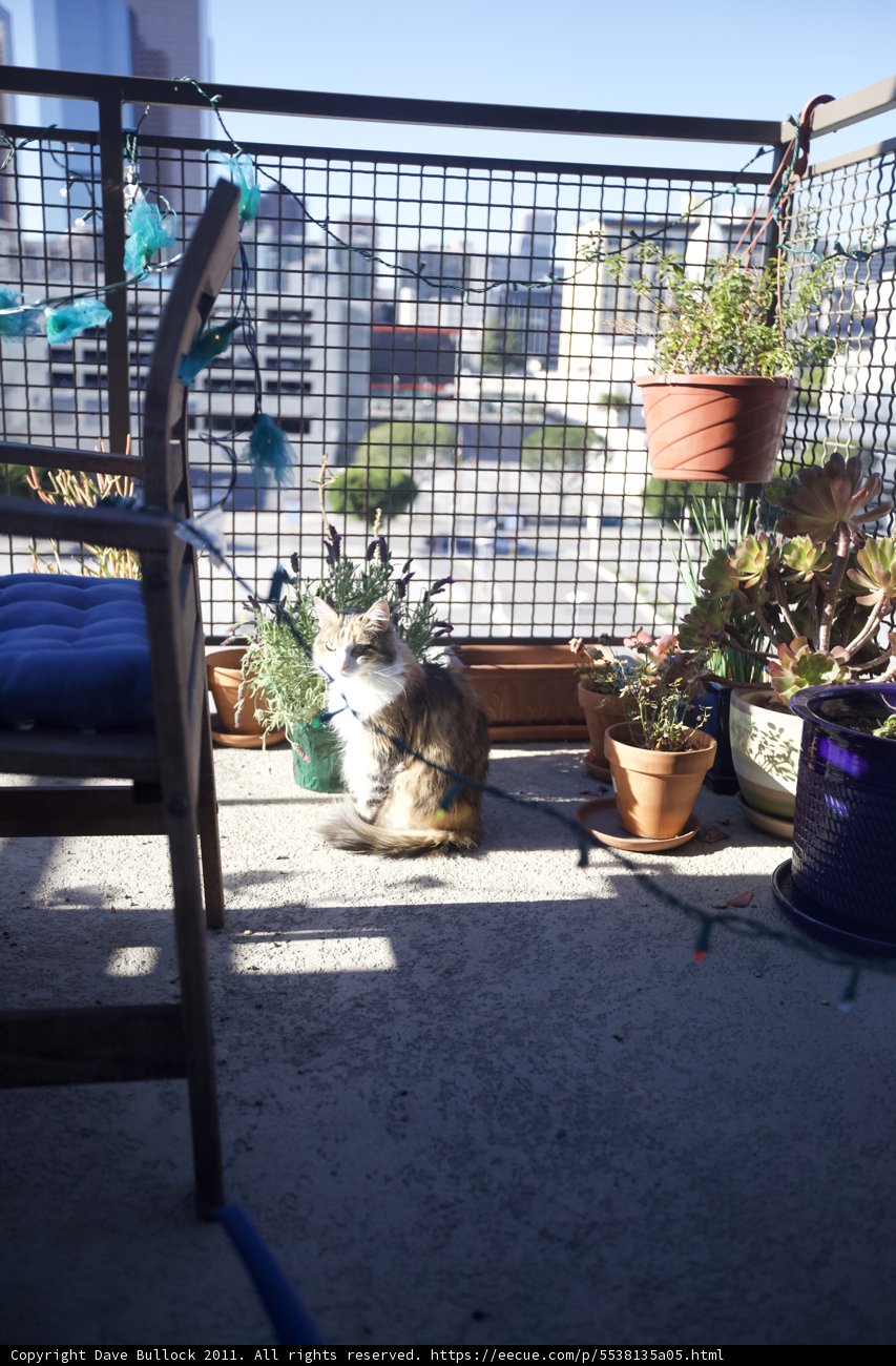 Feline Oasis on the Balcony
