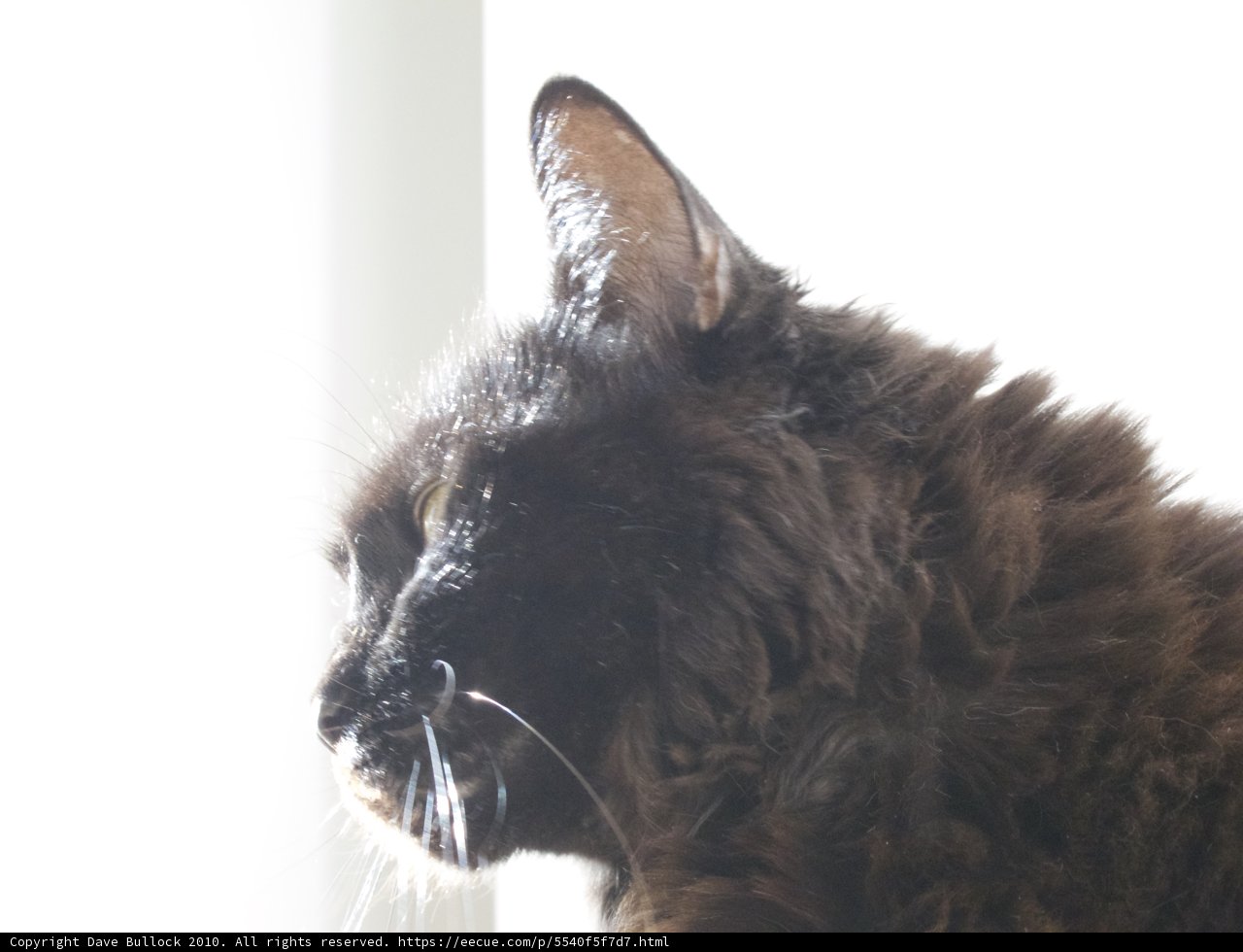 Sunbathing Black Cat