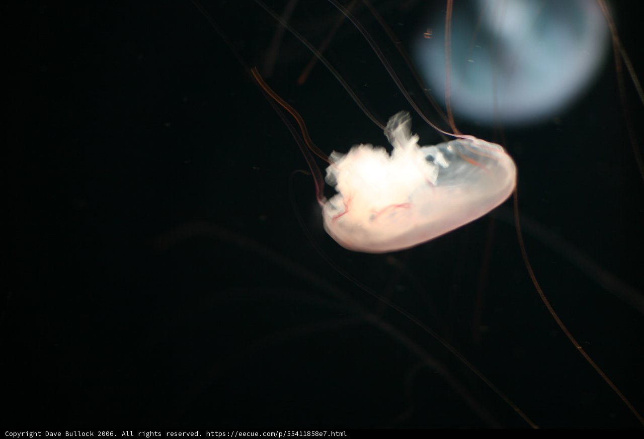 Serene Jellyfish in the Deep
