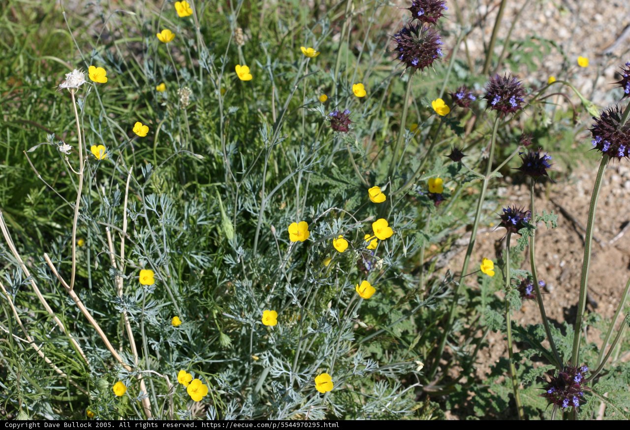 A Burst of Color in the Wild