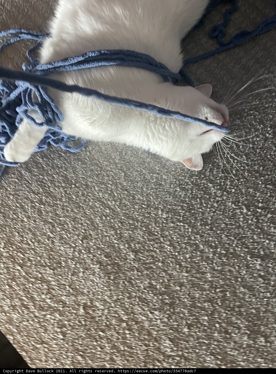 Kitten's Playtime with Blue Yarn Ball