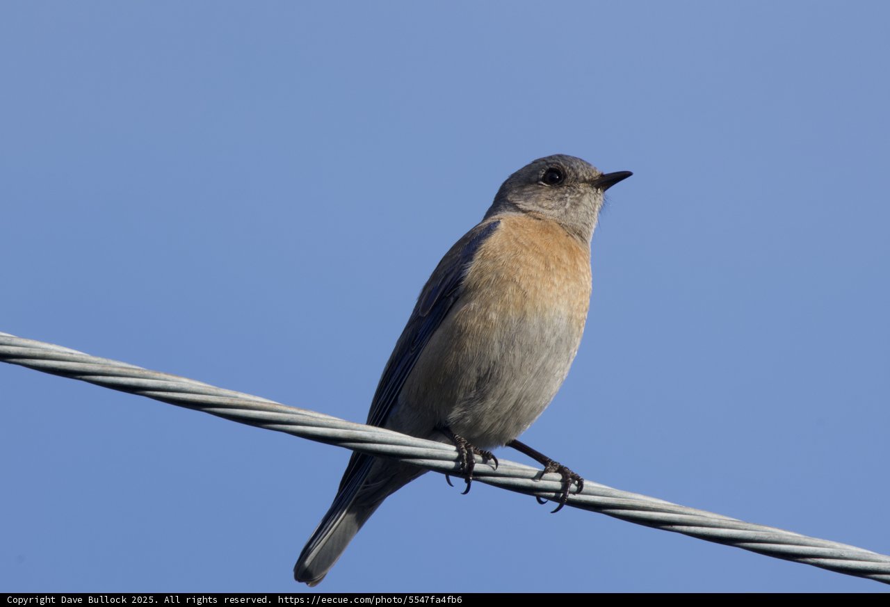 Perched Elegance: A Finch's Gaze