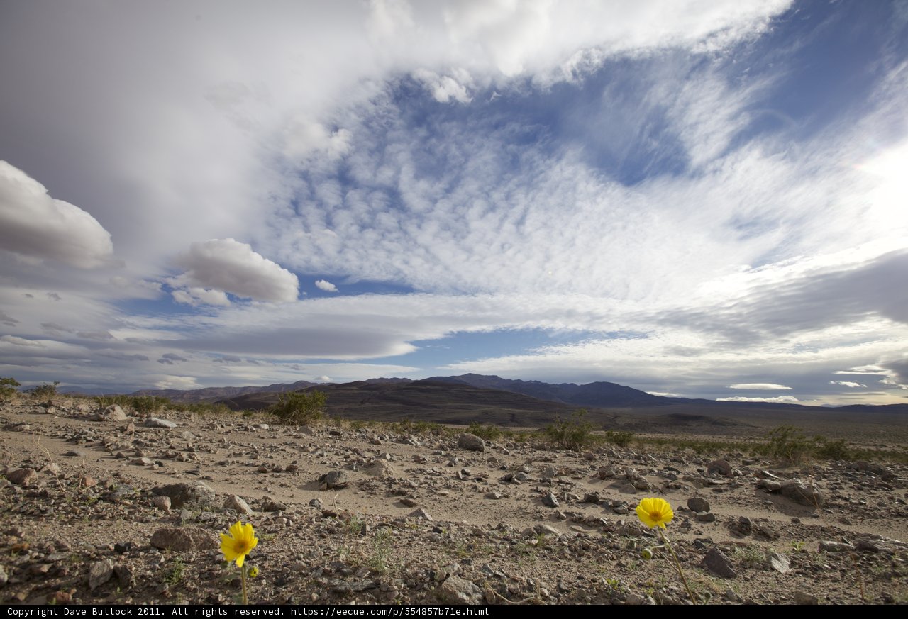 Desert Bloom