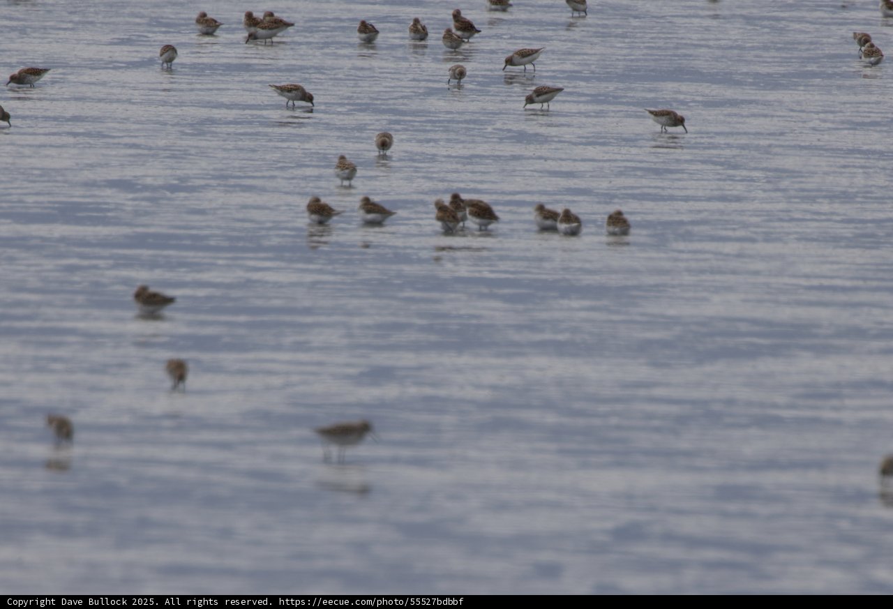 Graceful Gathering: Sandpipers of San Pablo Bay