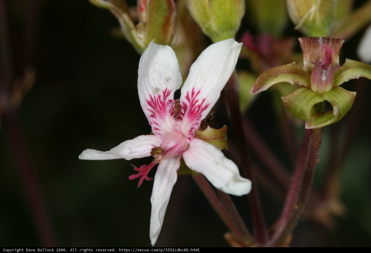 Pink Geranium Flower Close-up