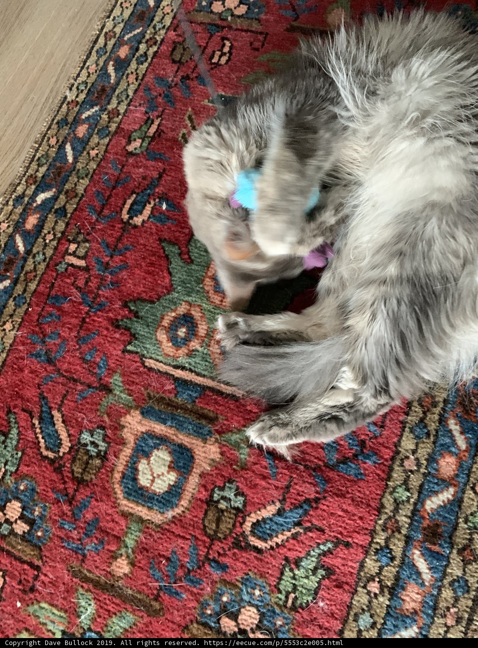 Feline Fun on the Rug