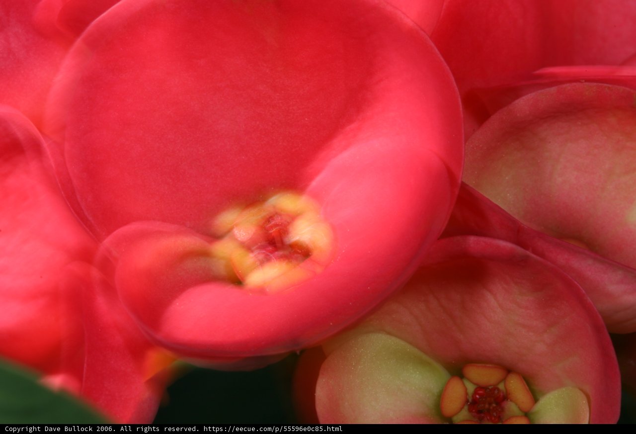 Fiery Florals