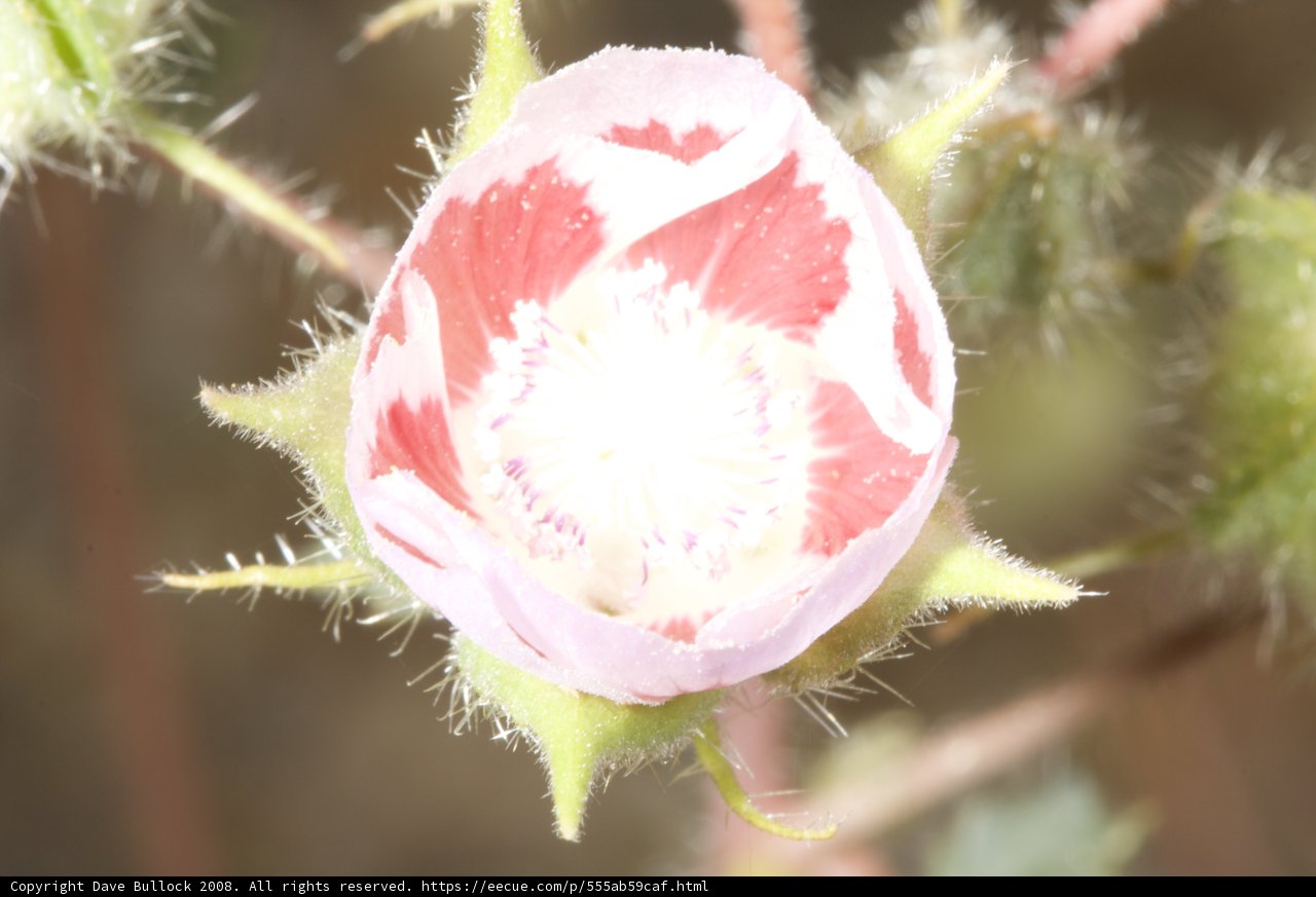Pink Geranium Flower in the Desert