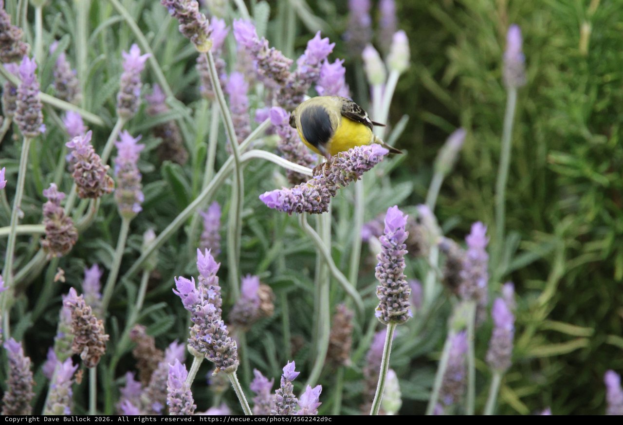 Yellow Bird Perched on Lavender Flower Stem