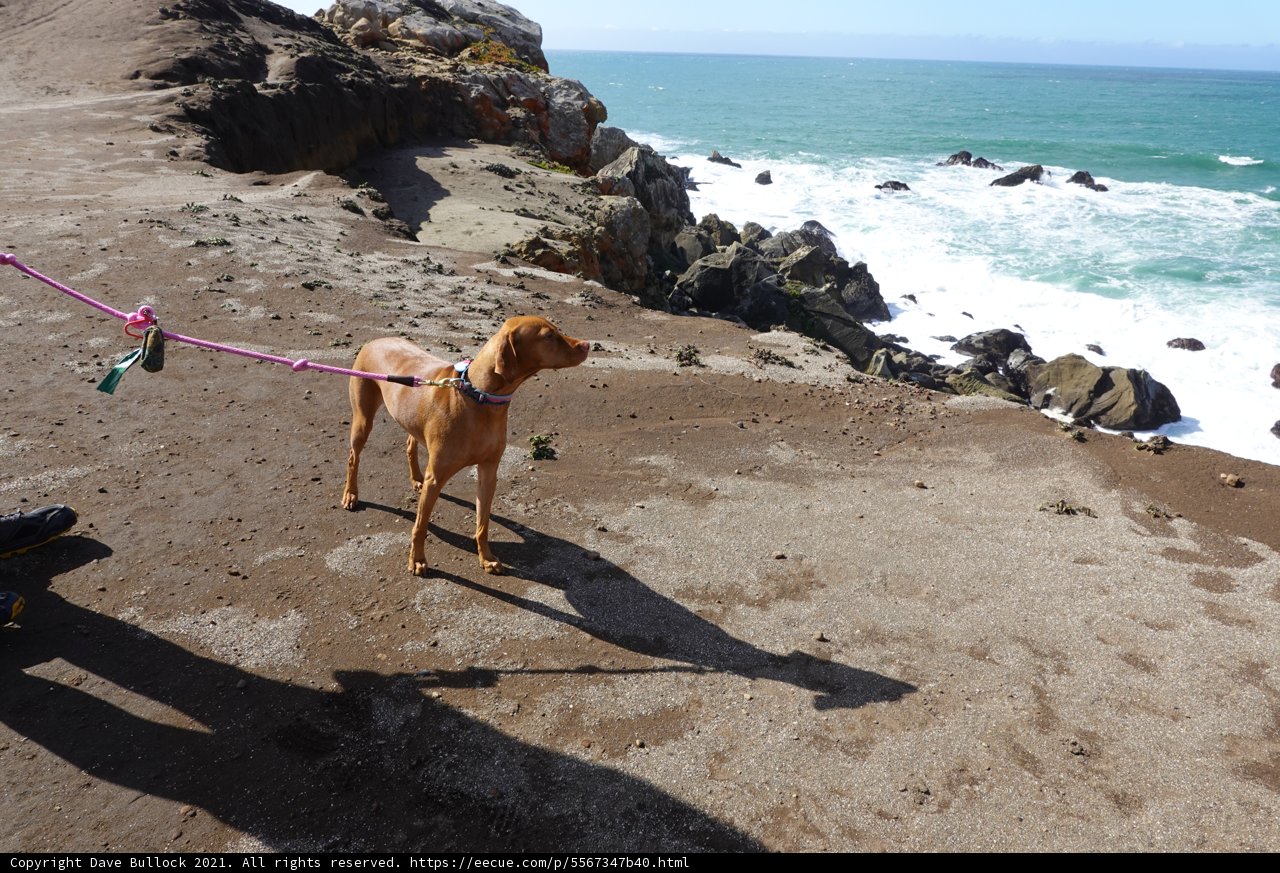 Beach Adventure with a Furry Friend