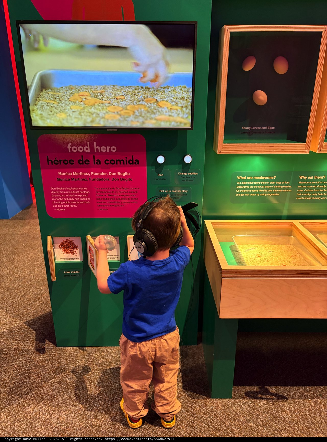 Young Child Explores Interactive Mealworm Exhibit at Museum
