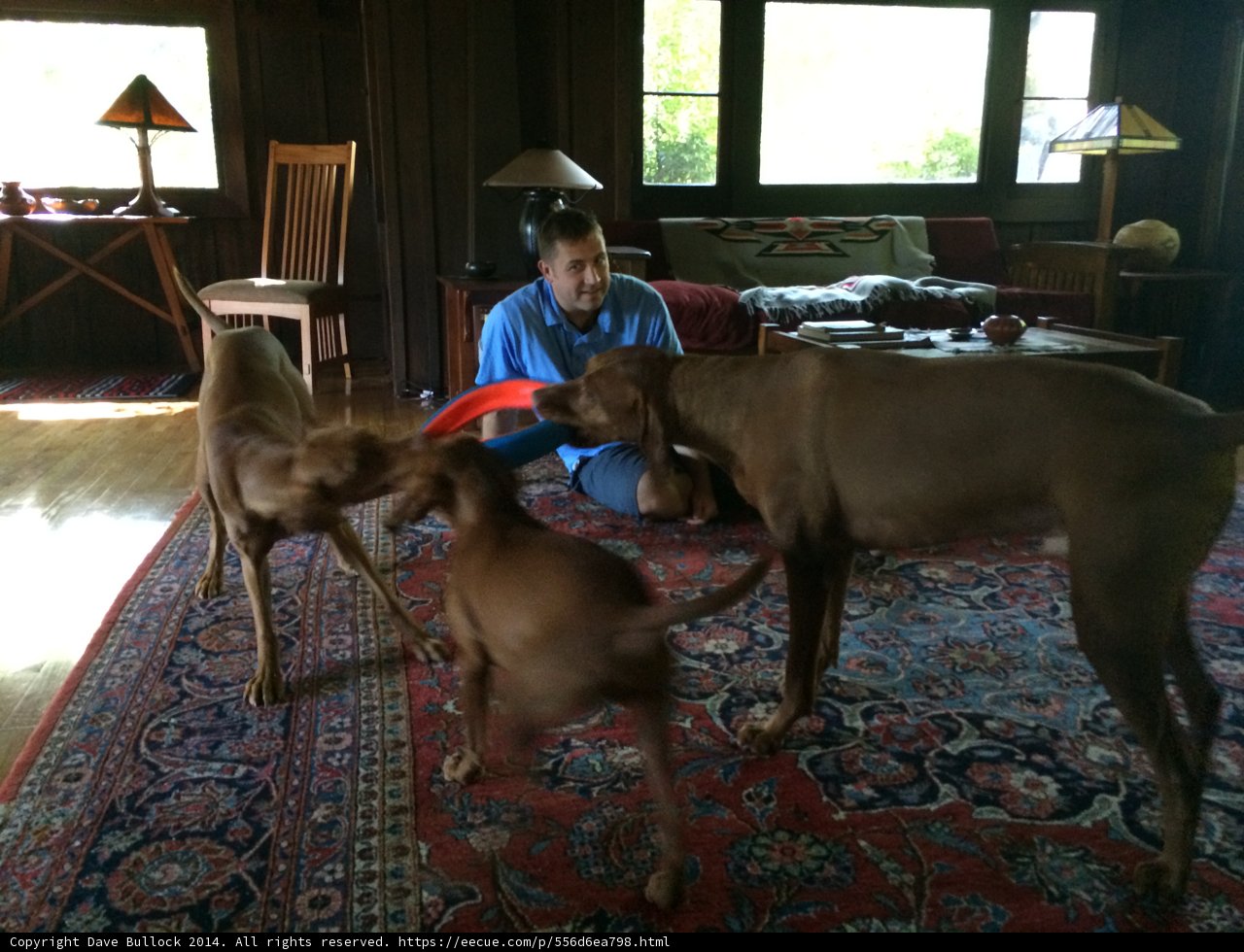 Man and his furry companions