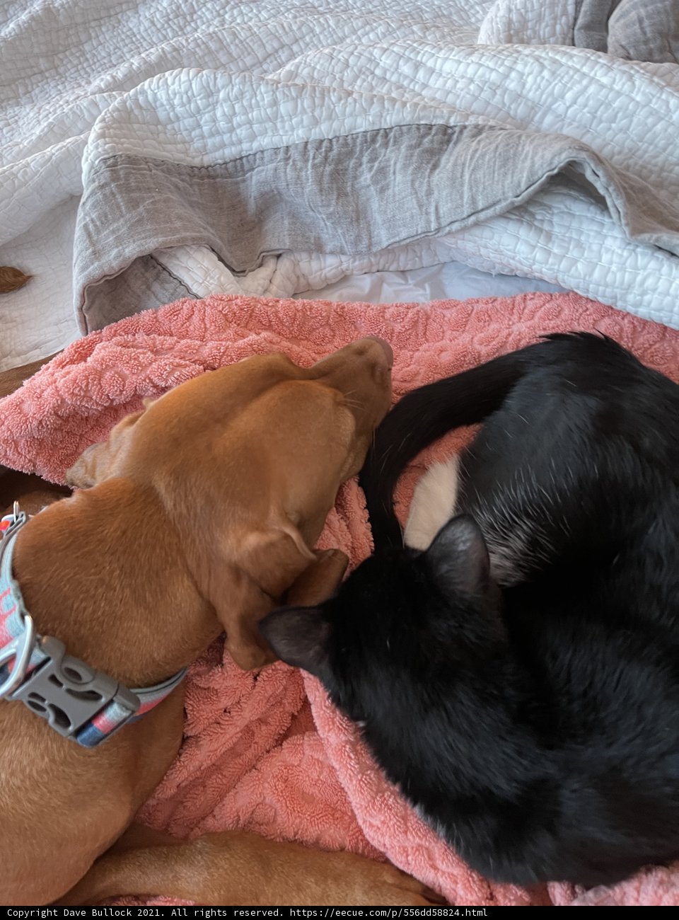 Furry Friends Snooze Together