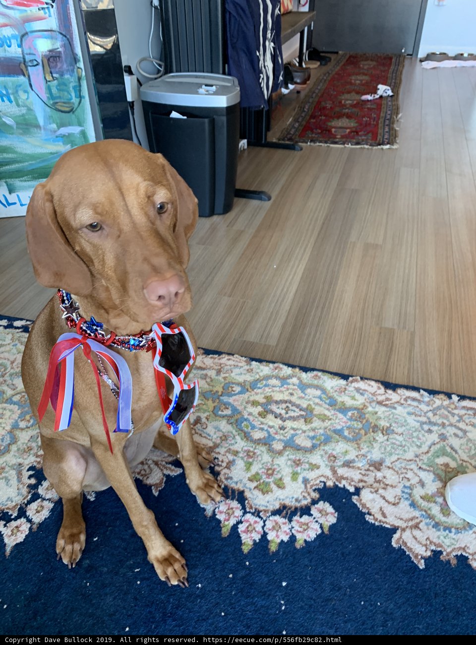 Patriotic Pup