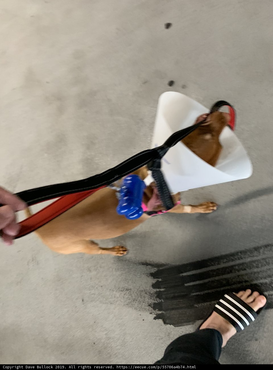 Cone of Shame