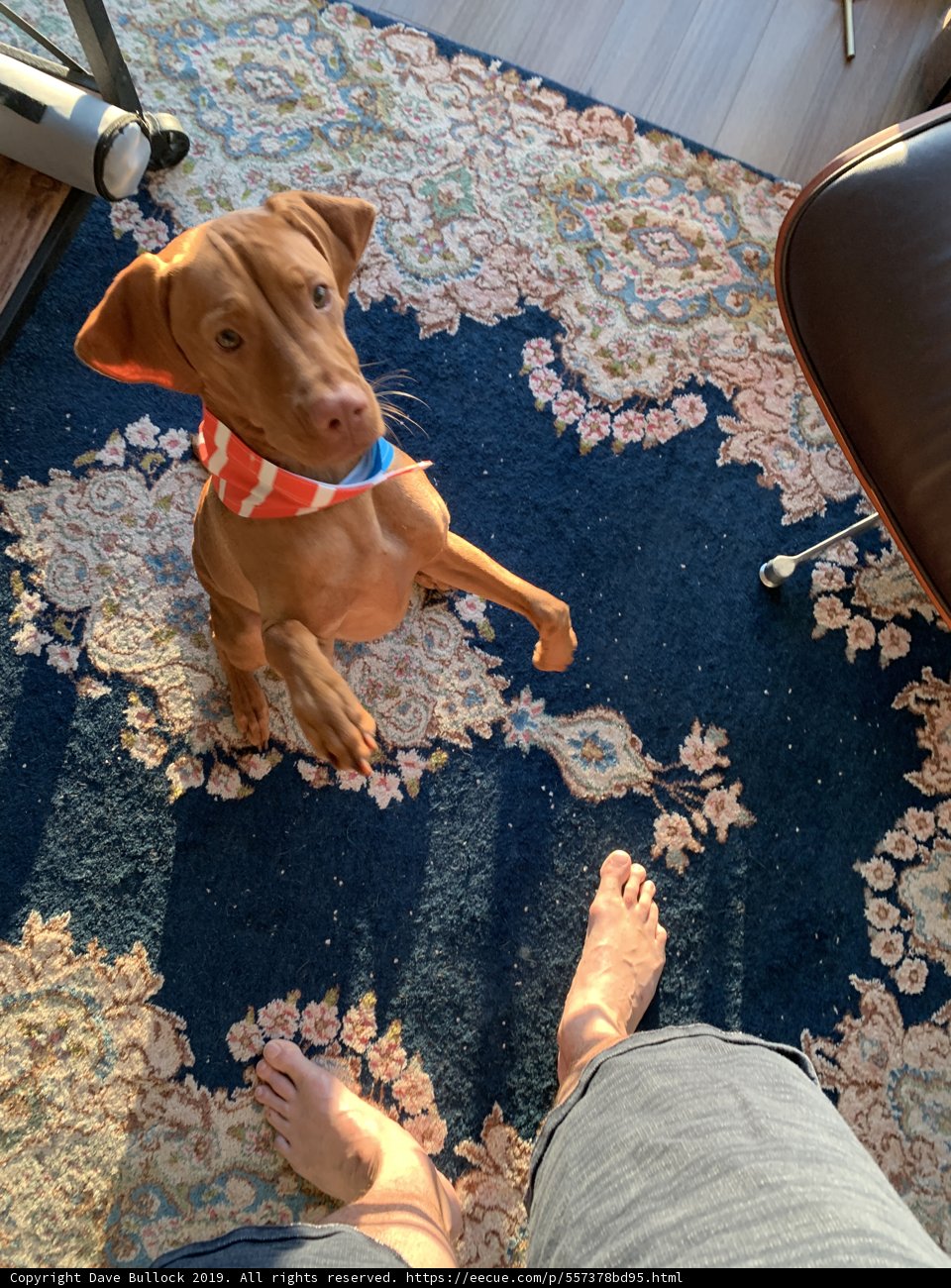 Barefoot Vizsla