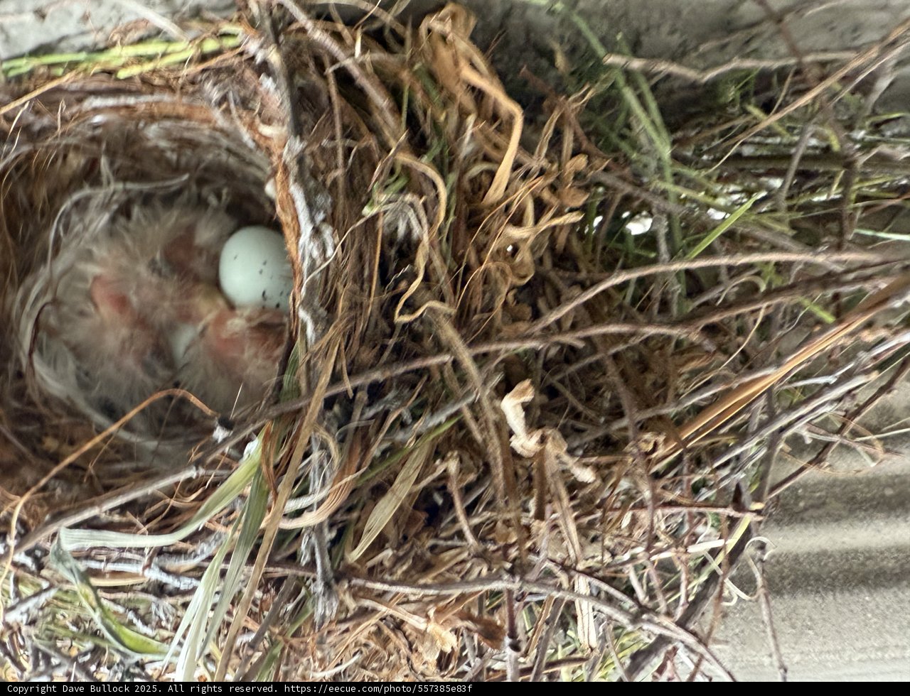 New Beginnings in Nature