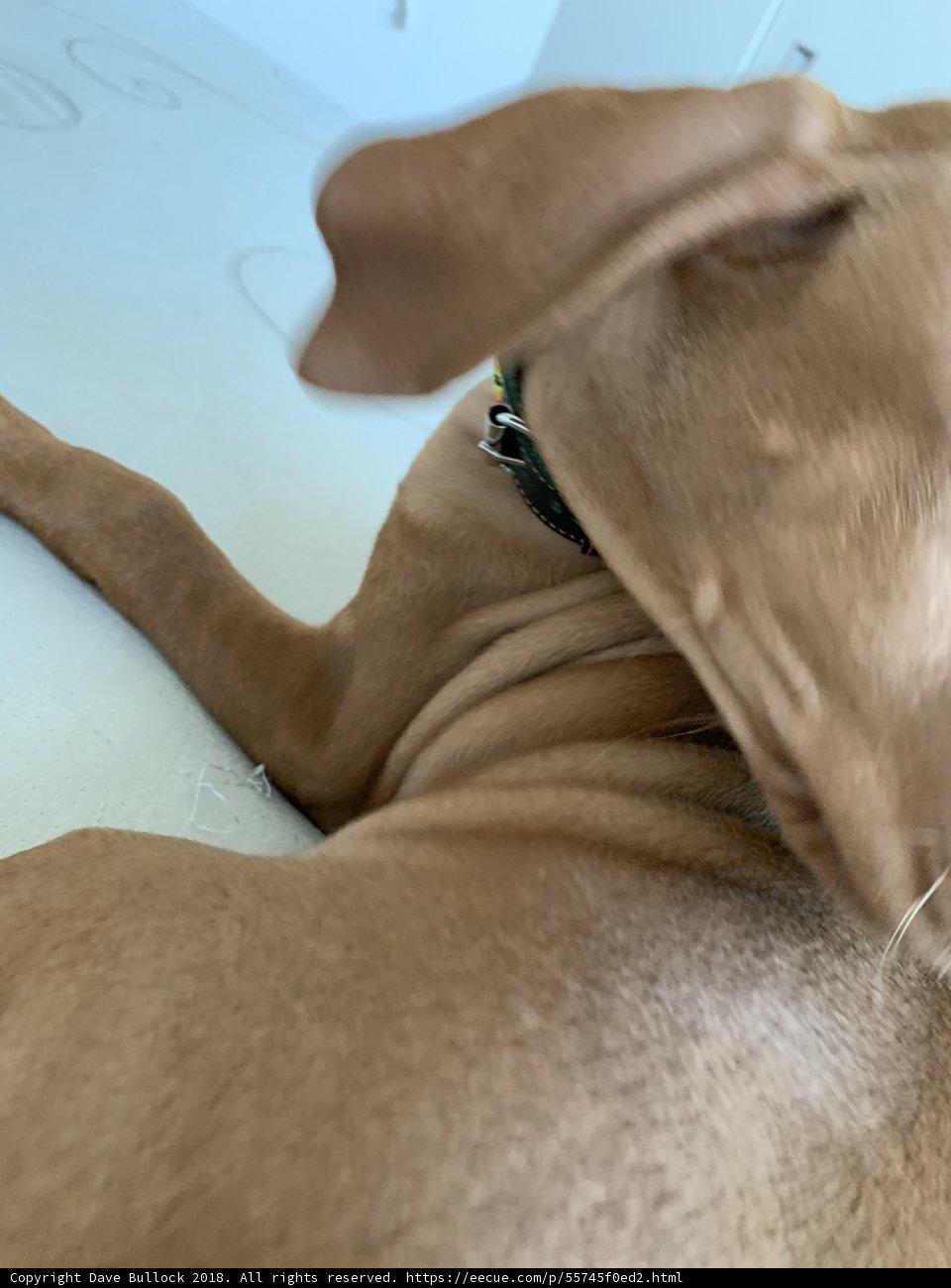 Pensive Hound