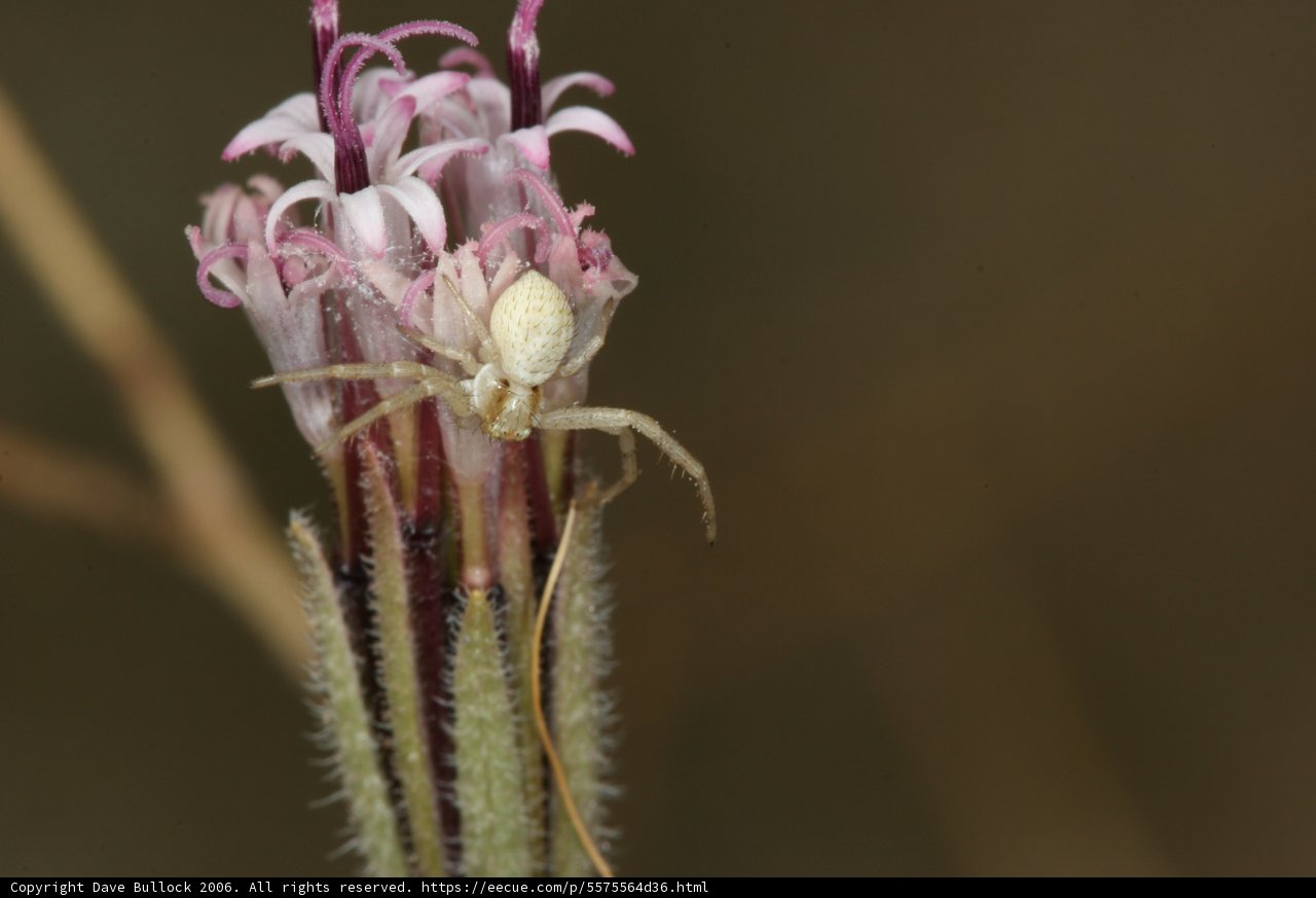 Garden Spider on Desert Flower