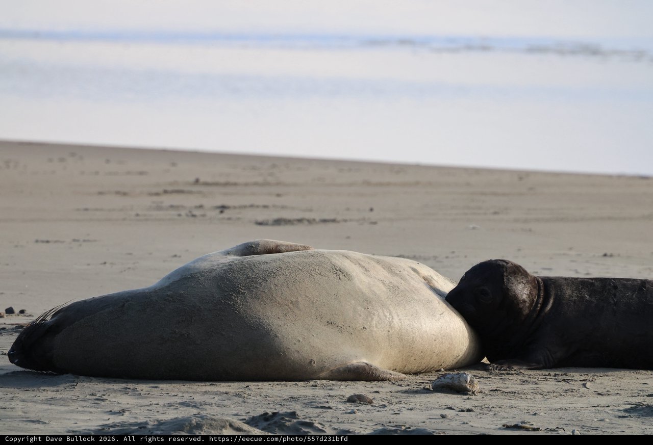 Elephant Seal Resting on Sandy Beach at Drakes Beach