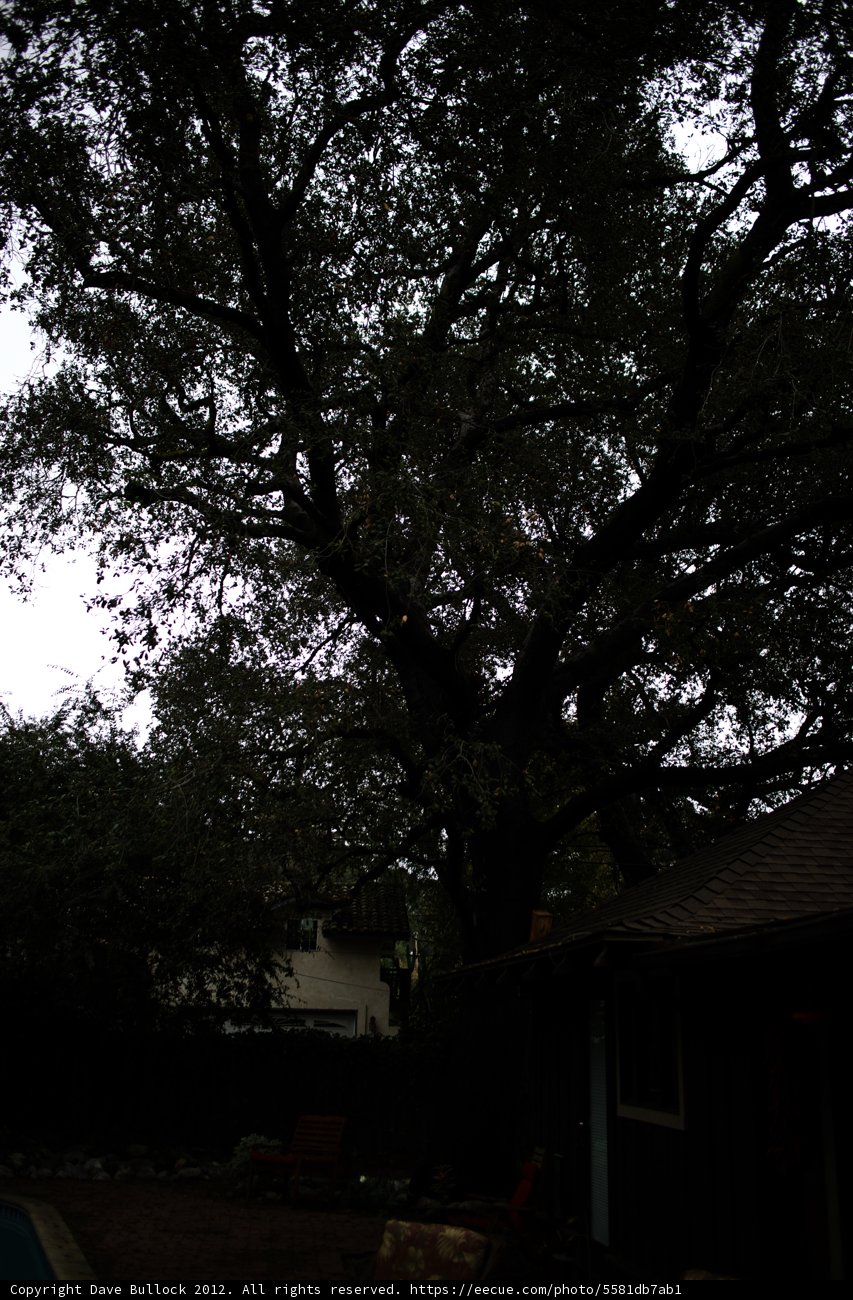 Majestic Tree in the Backyard